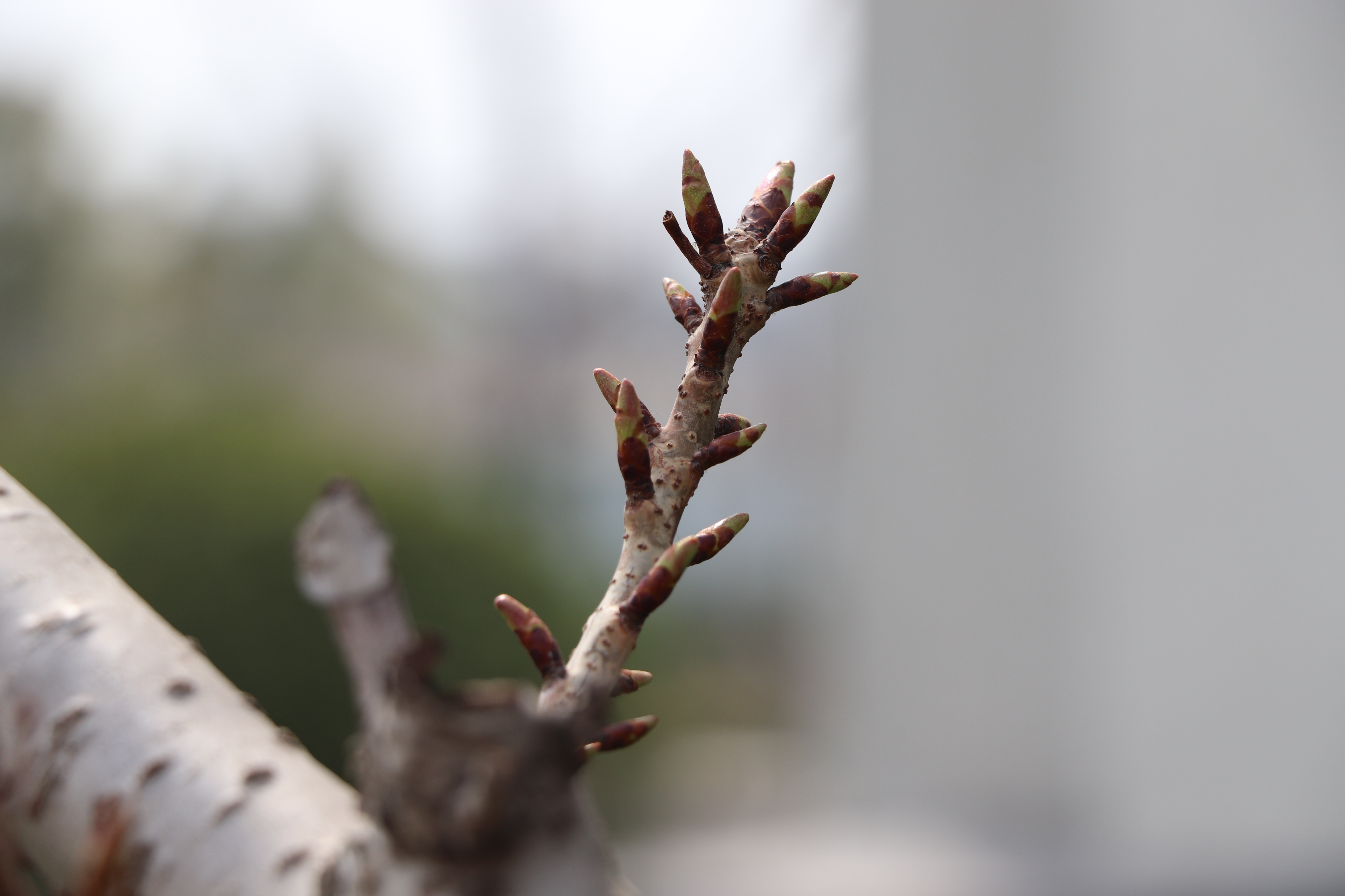 【濟寧大運河駕?！颗c春遇，與疫分 (圖3)