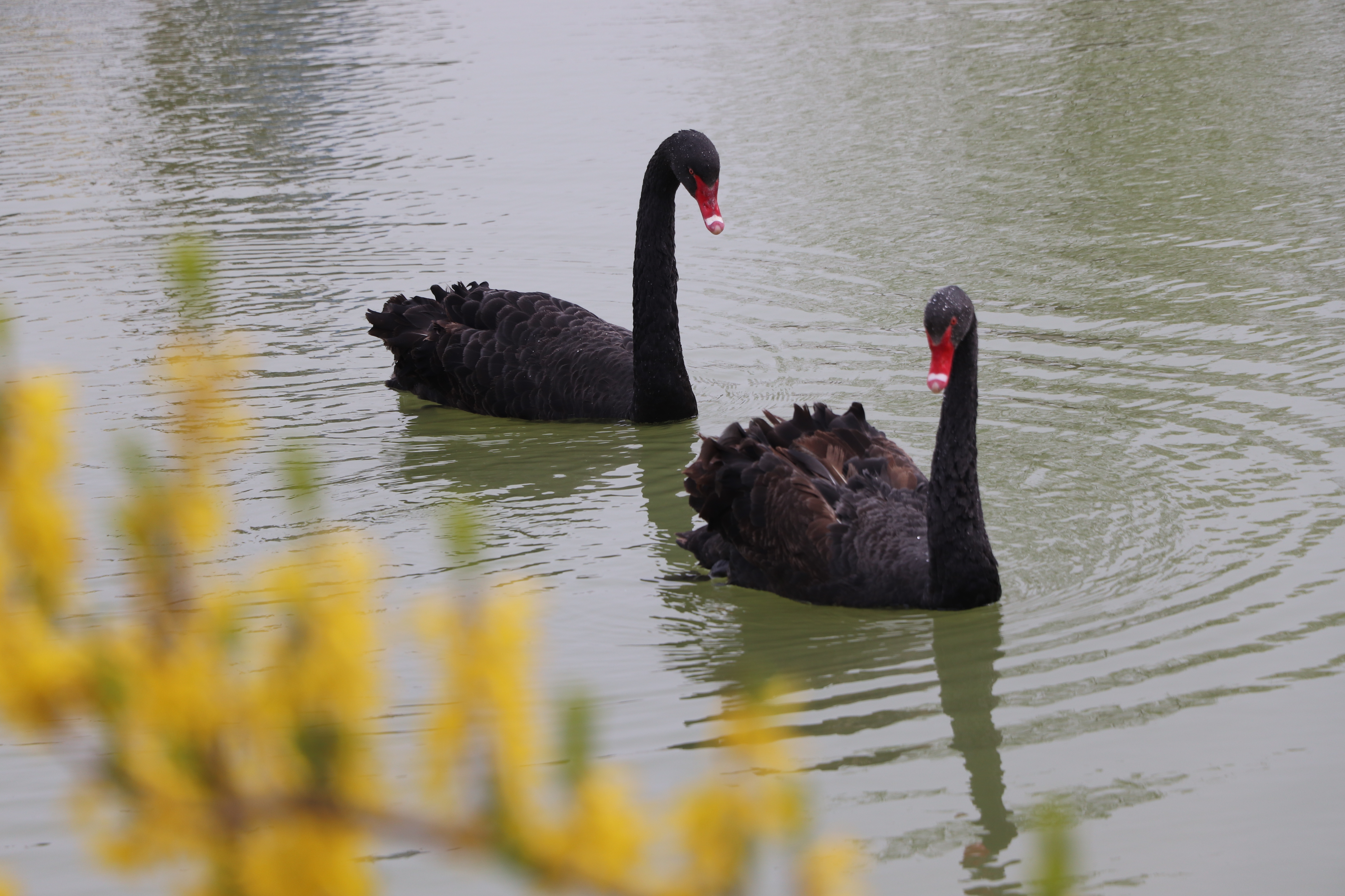 【濟寧大運河駕校】與春遇，與疫分 (圖5)
