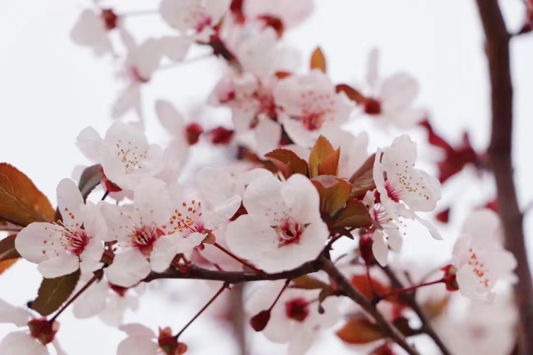 【濟寧大運河駕?！颗c春遇，與疫分 (圖6)