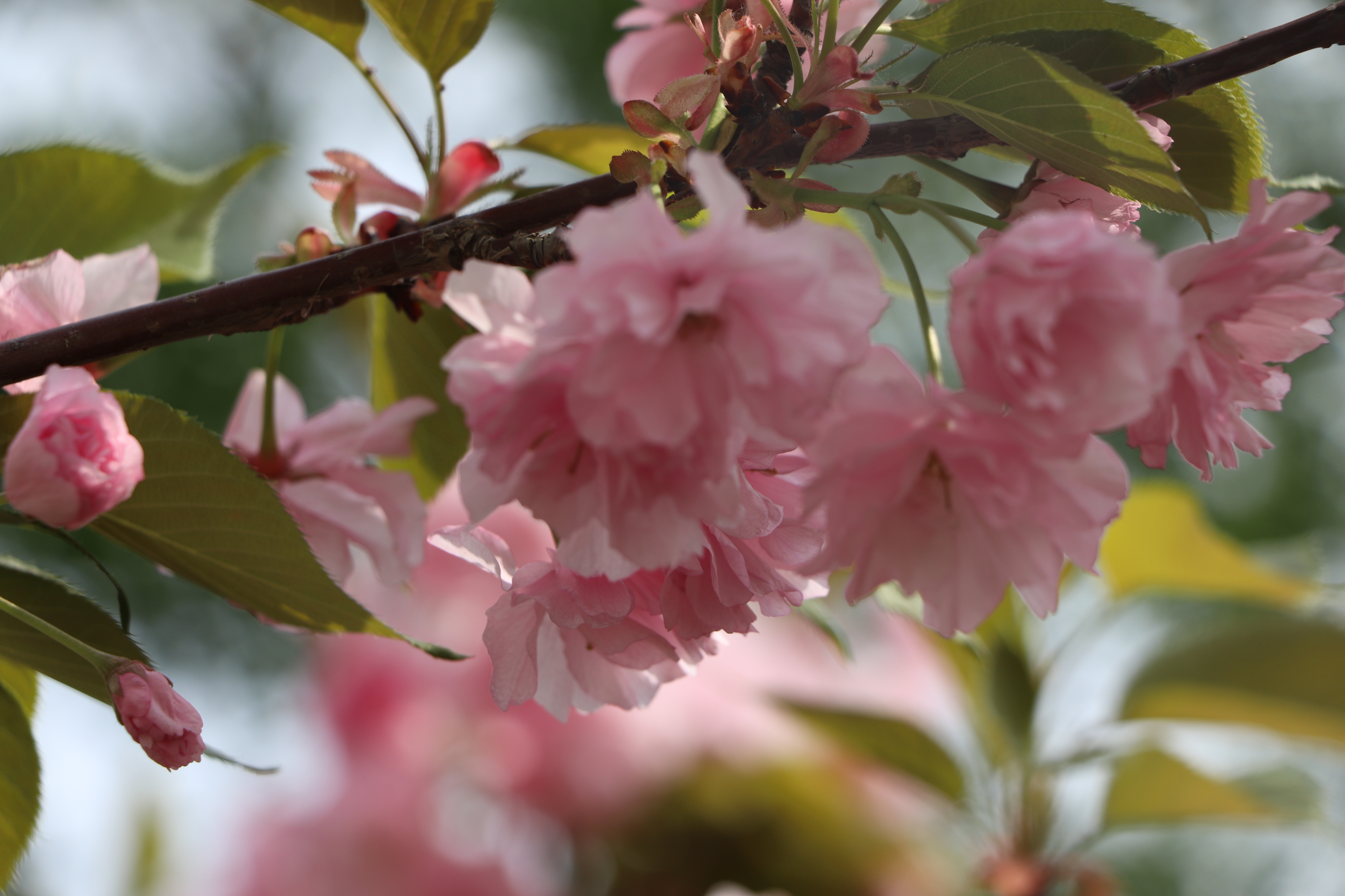 【濟(jì)寧大運(yùn)河駕?！啃@美景在身邊，正是人間四月天 (圖2)