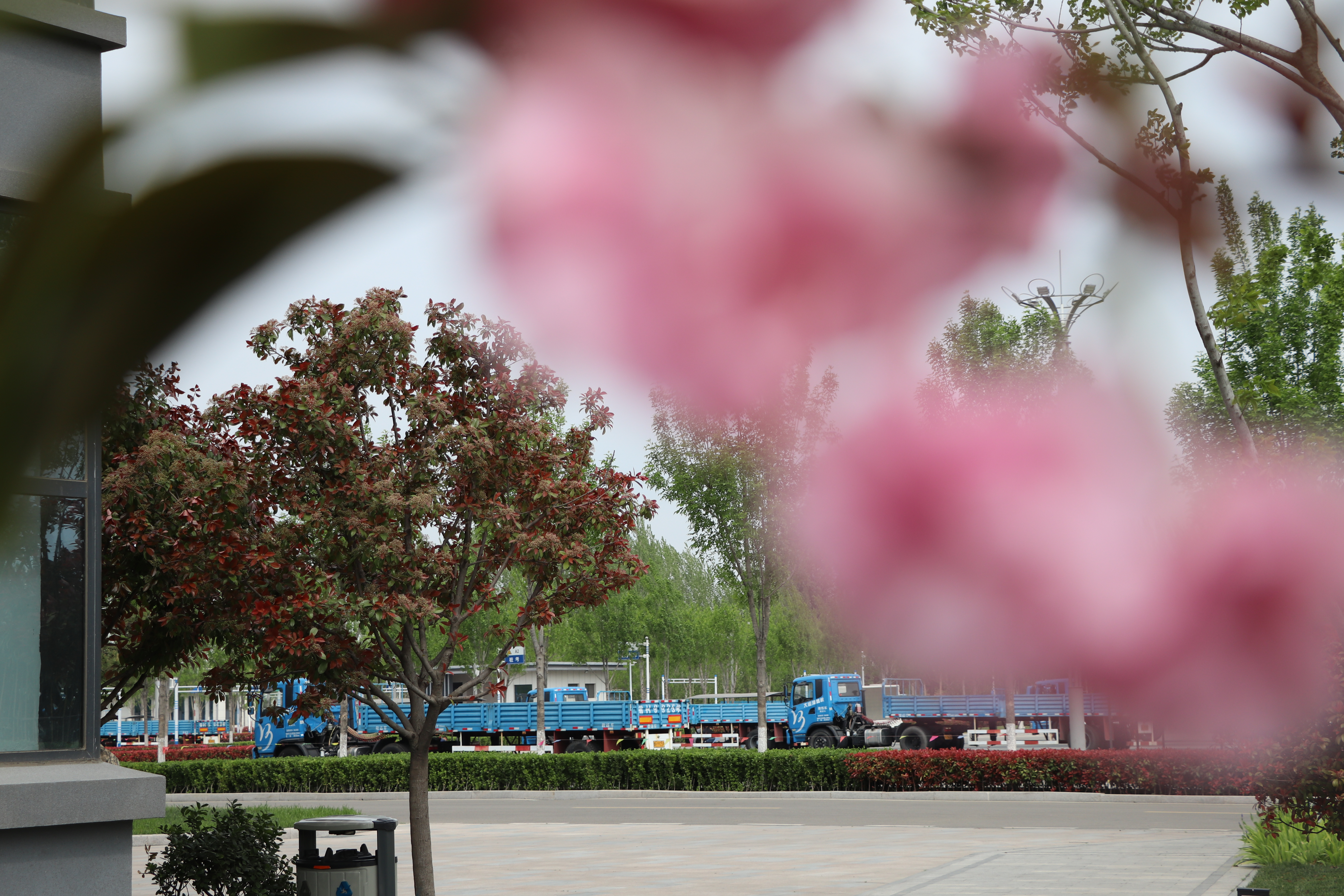 【濟(jì)寧大運(yùn)河駕校】校園美景在身邊，正是人間四月天 (圖3)