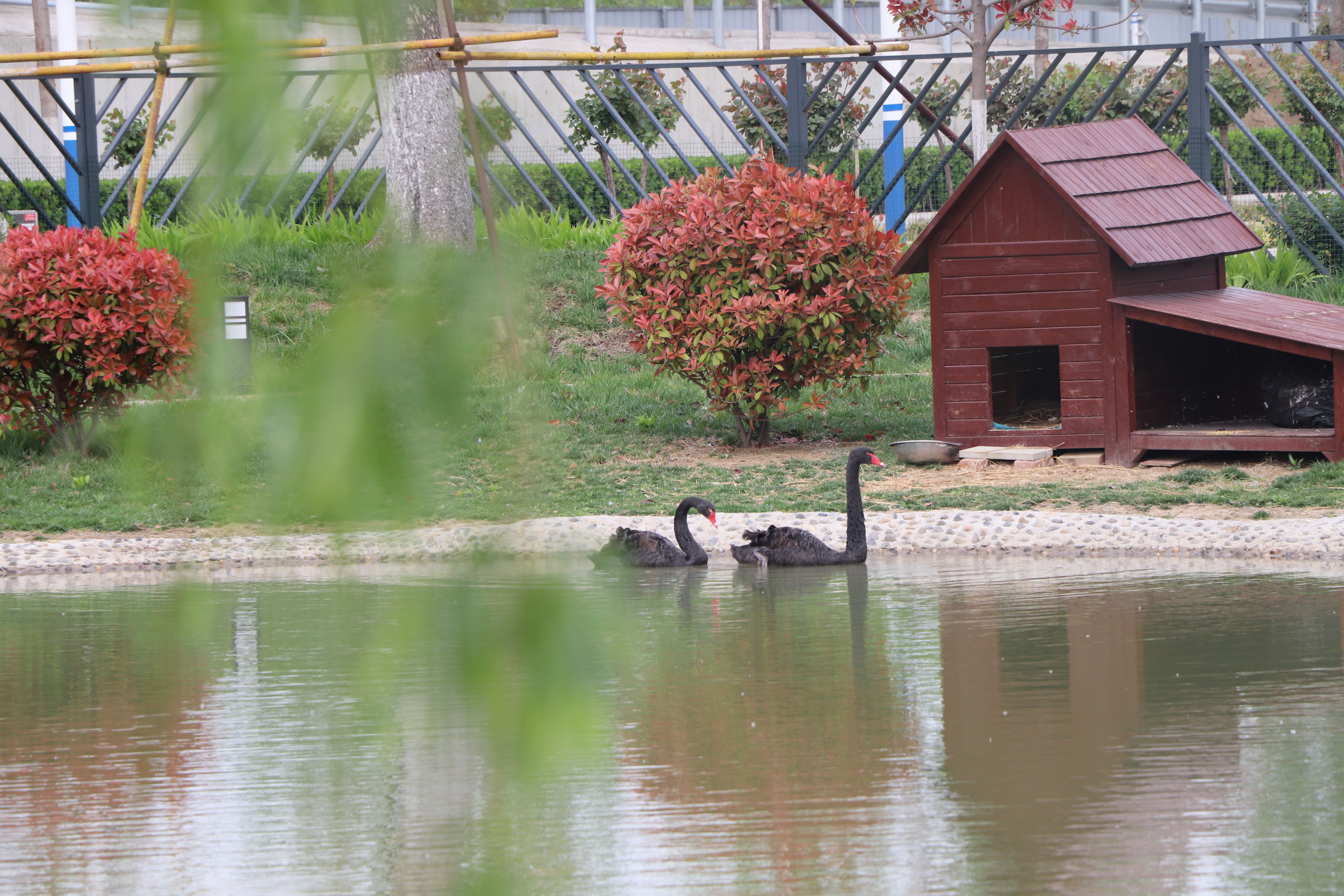 【濟(jì)寧大運(yùn)河駕校】校園美景在身邊，正是人間四月天 (圖4)