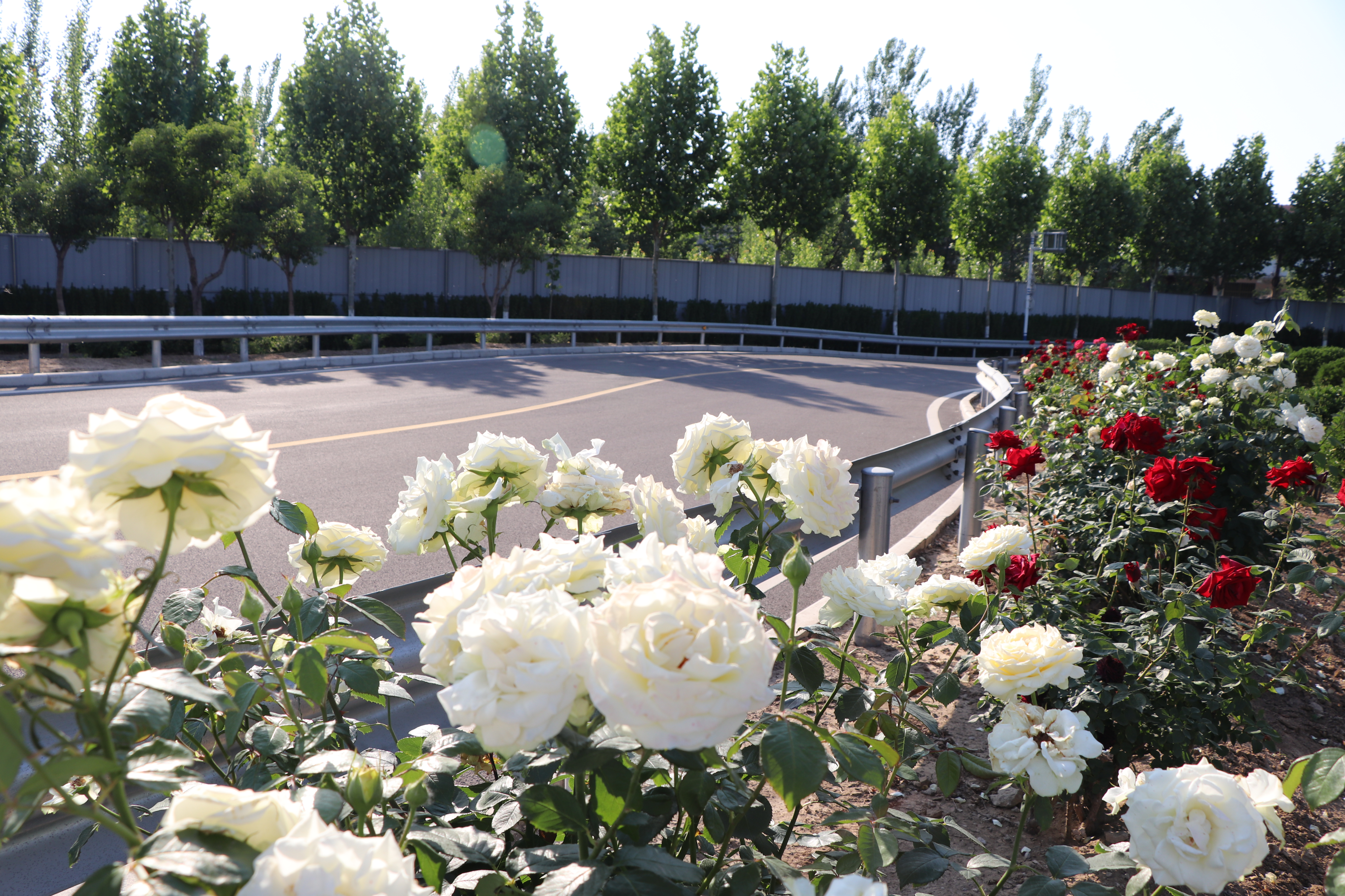 【濟寧大運河駕?！恳槐抉{照，是送給孩子最好的成人禮物~ (圖6)