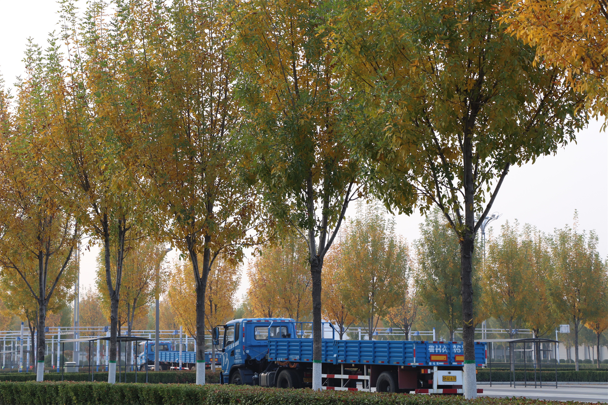 【濟(jì)寧大運(yùn)河駕?！坎蹲今{校亮麗風(fēng)景，定格最美初冬校園~(圖9)