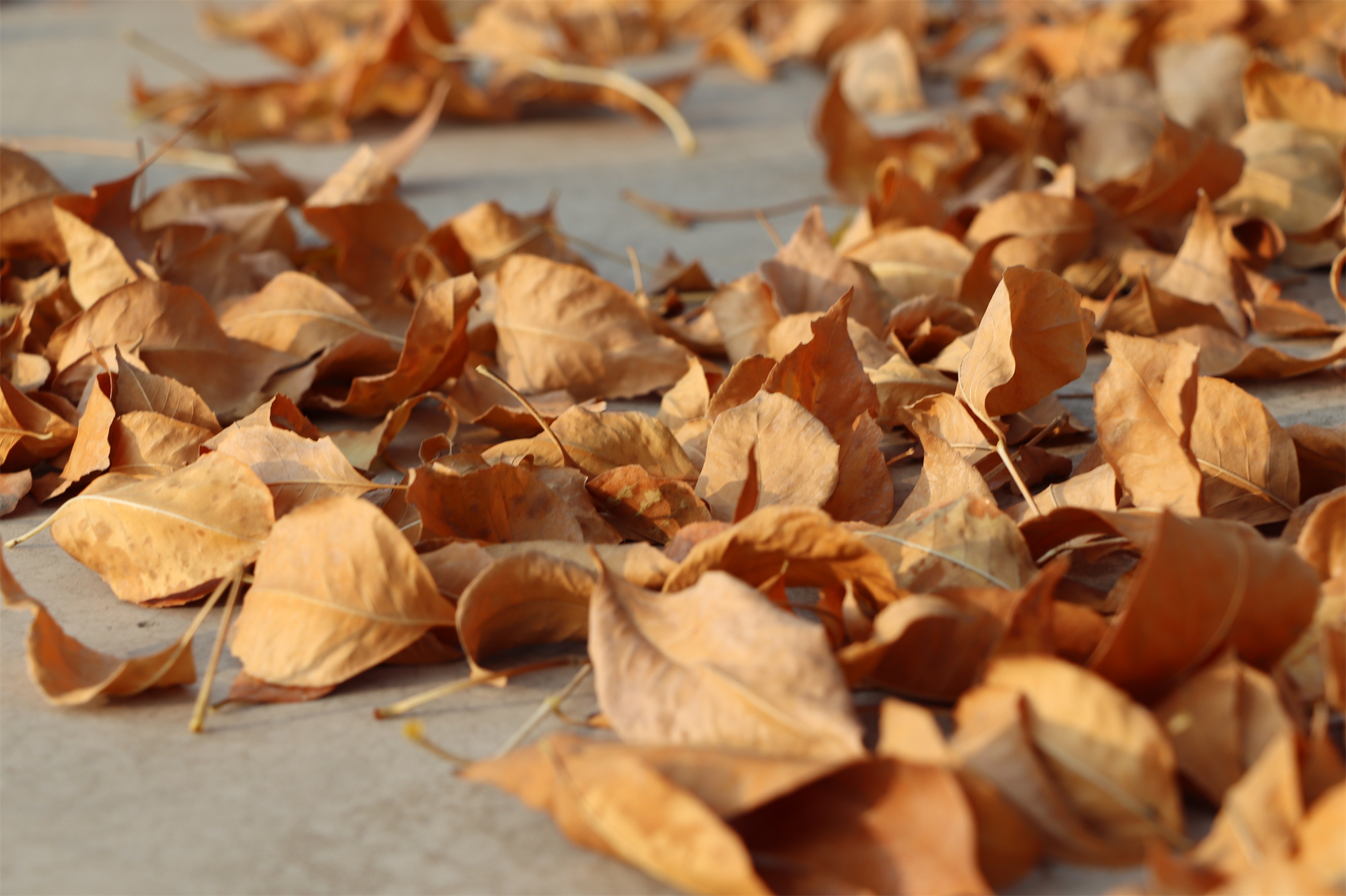 【濟(jì)寧大運(yùn)河駕?！坎蹲今{校亮麗風(fēng)景，定格最美初冬校園~(圖3)