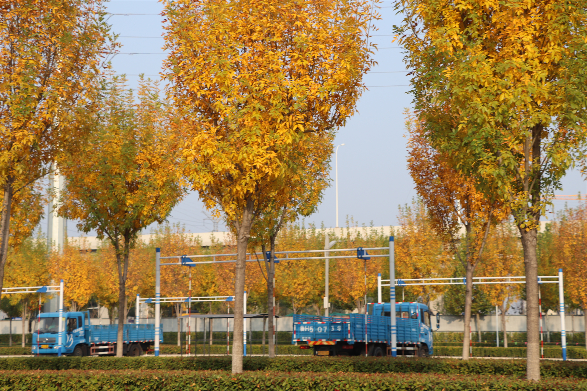 【濟(jì)寧大運(yùn)河駕校】捕捉駕校亮麗風(fēng)景，定格最美初冬校園~(圖1)