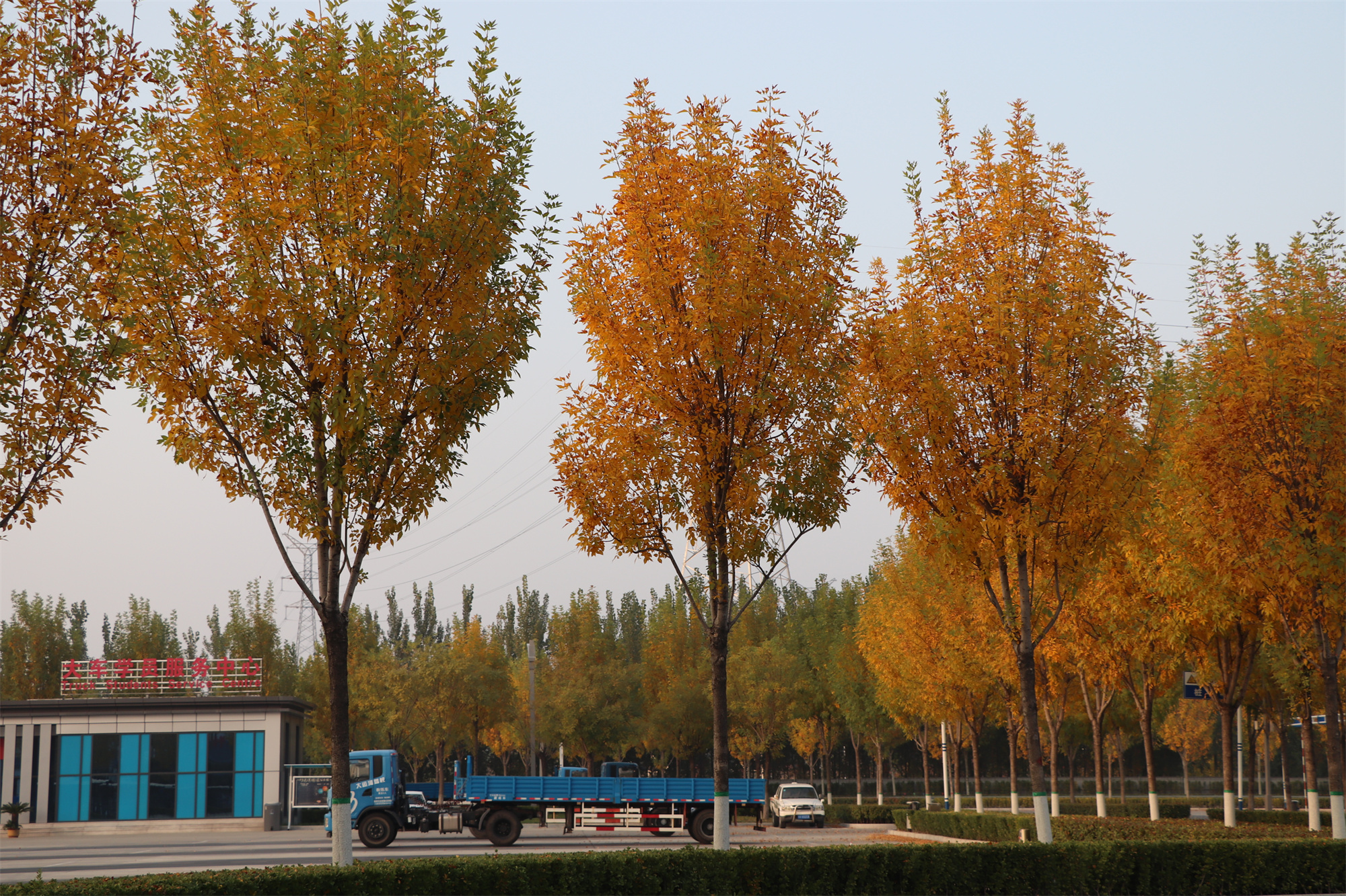 【濟(jì)寧大運(yùn)河駕?！坎蹲今{校亮麗風(fēng)景，定格最美初冬校園~(圖8)