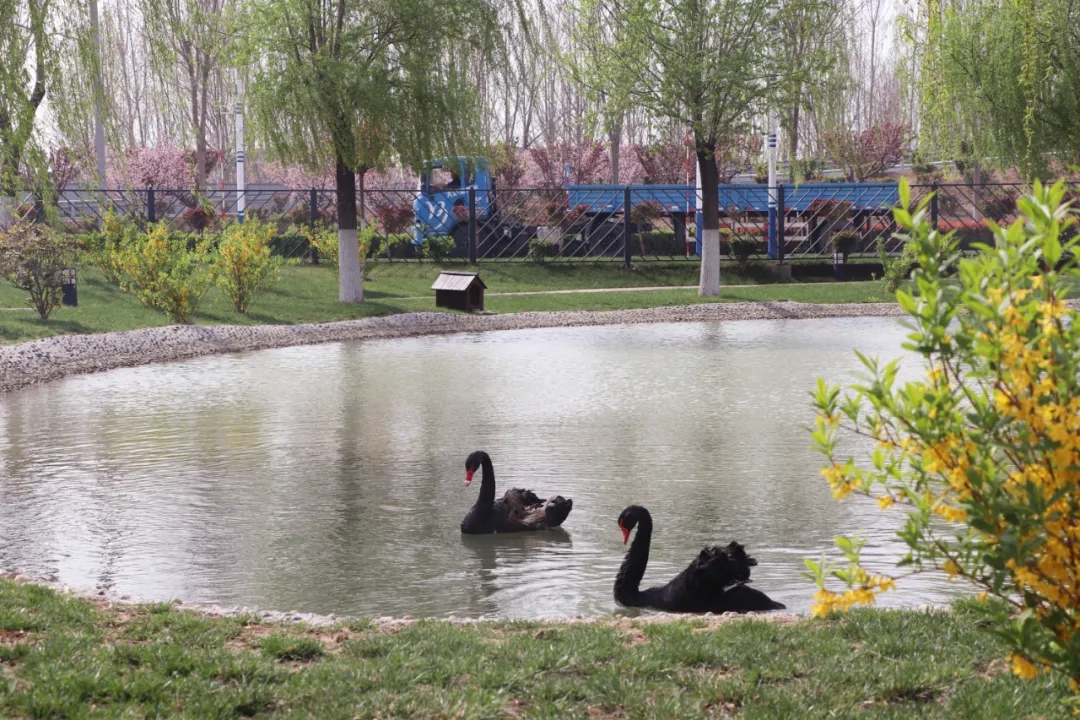 【濟(jì)寧大運(yùn)河駕?！坎回?fù)好春光，學(xué)車正當(dāng)時(shí)！(圖8)