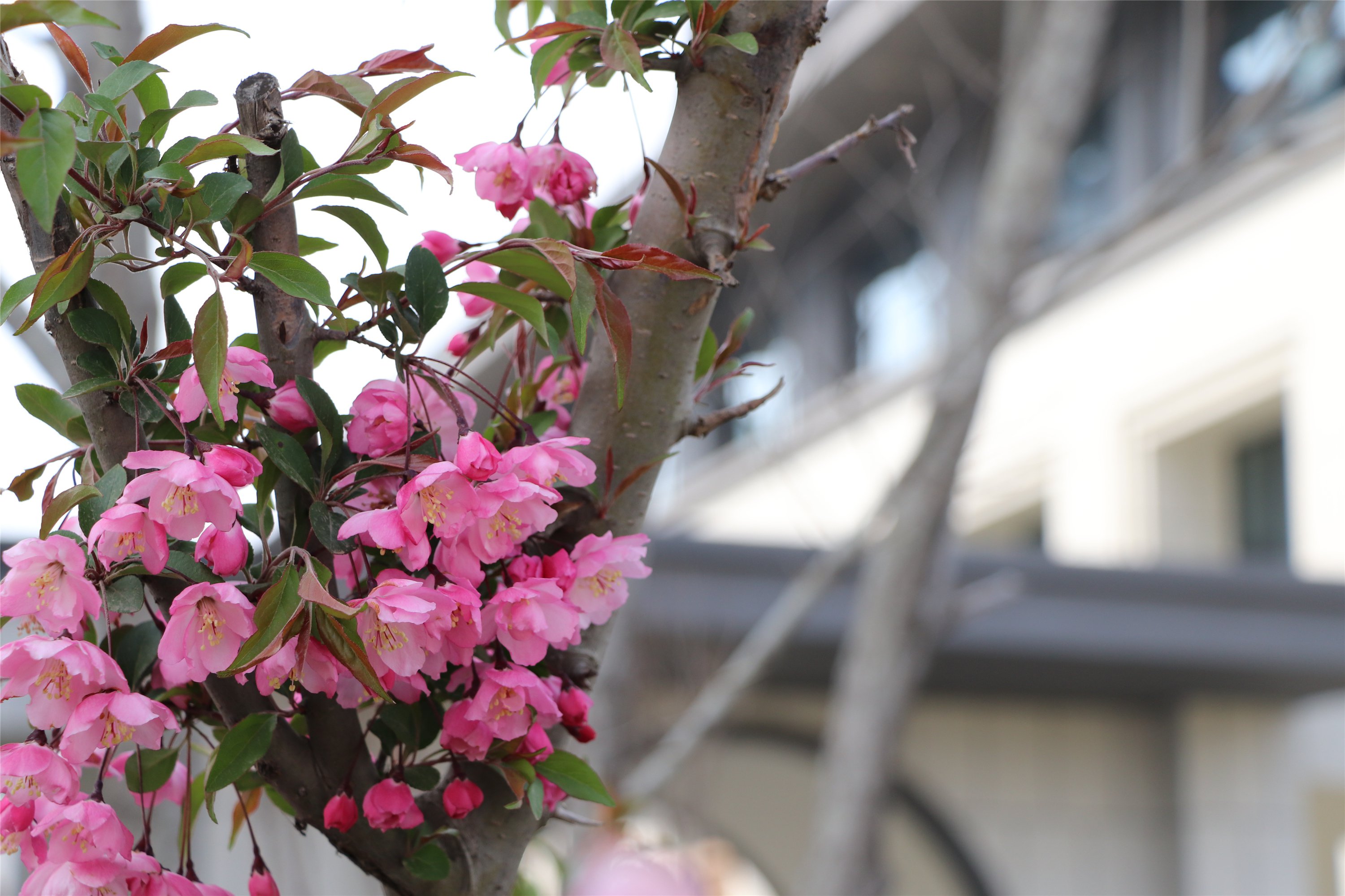 新學(xué)期，春色已如許，你準(zhǔn)備好了嗎？(圖2)