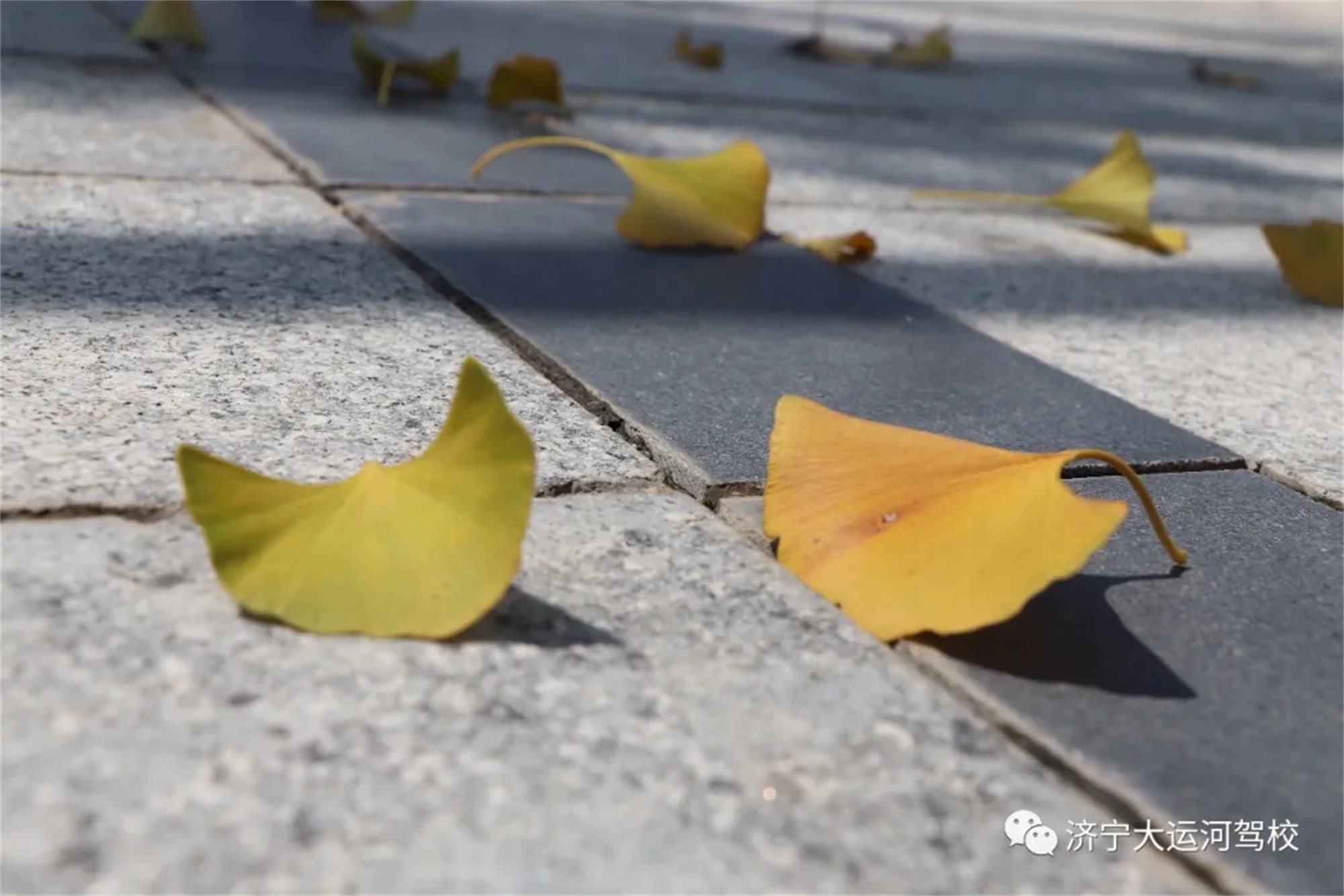 【濟寧大運河駕校】我可以等你一個夏天，但秋天一定要來(圖1)