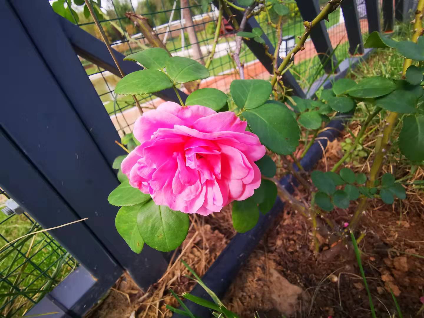 【濟(jì)寧大運(yùn)河駕?！堪碌南掠晏撞?，今天終于出太陽(yáng)啦！(圖4)